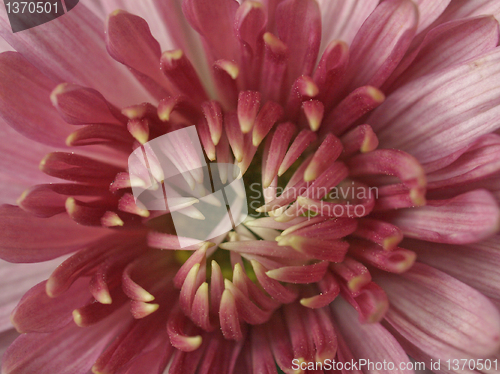 Image of Chrysanthemum picture