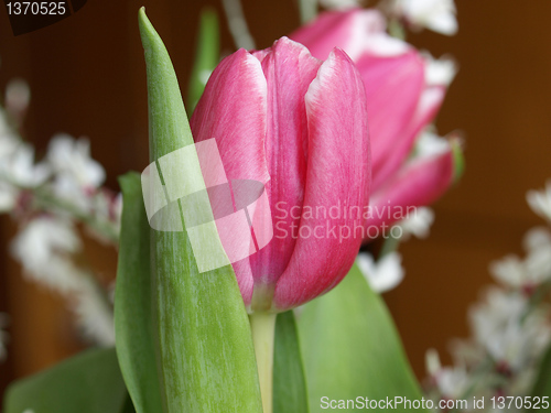 Image of Tulip picture