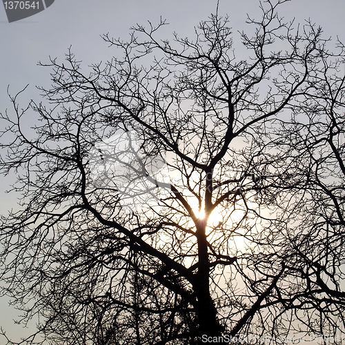 Image of Tree picture