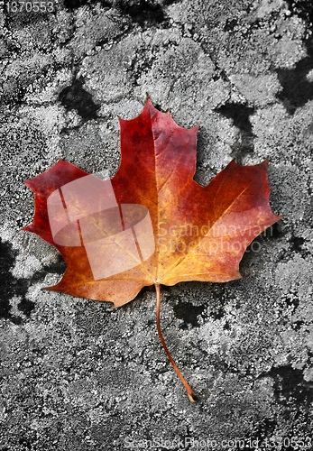 Image of Autumn leaf