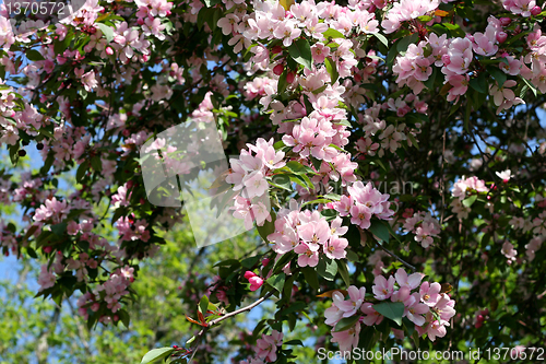 Image of branch of a blossoming tree