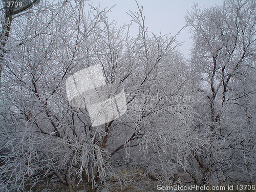 Image of deep in the forest