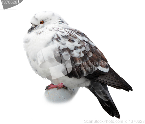 Image of Pigeon