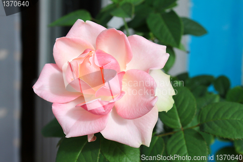 Image of beautiful pink rose