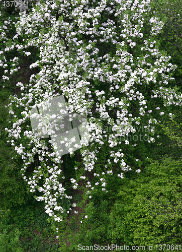 Image of blossoming tree