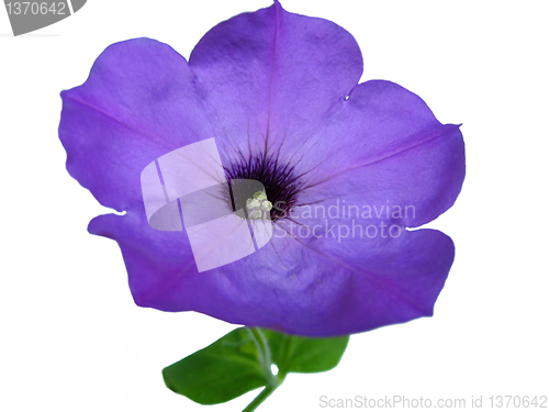 Image of petunia flower