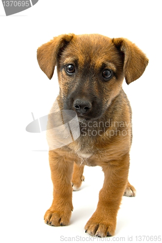 Image of Dog
