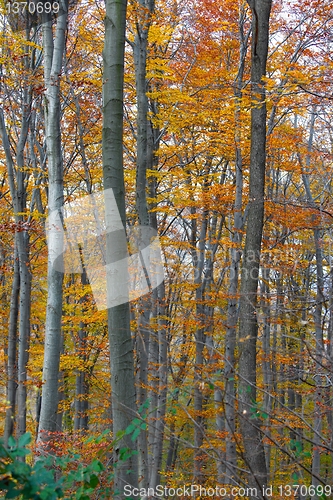 Image of Autumn Forest