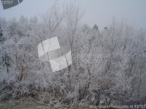 Image of forest in winter