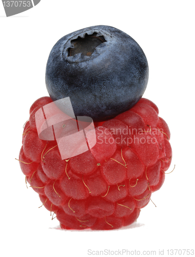 Image of Forest fruits