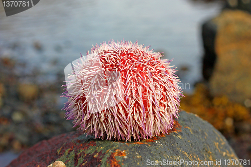 Image of Kråkebolle - Sea Urchin