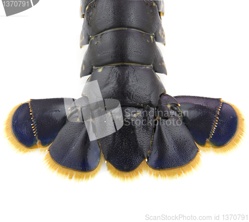 Image of Lobstertail