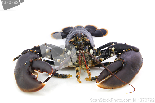 Image of Lobster