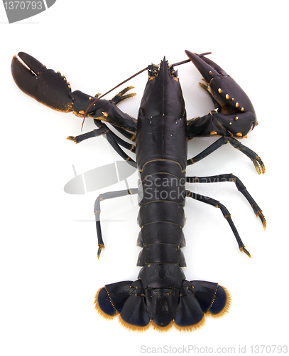 Image of Lobster