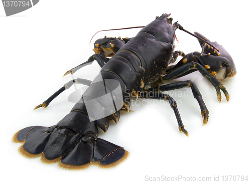 Image of Lobster