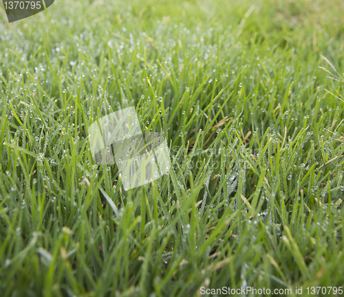 Image of gras