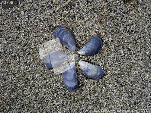 Image of shells in the sand
