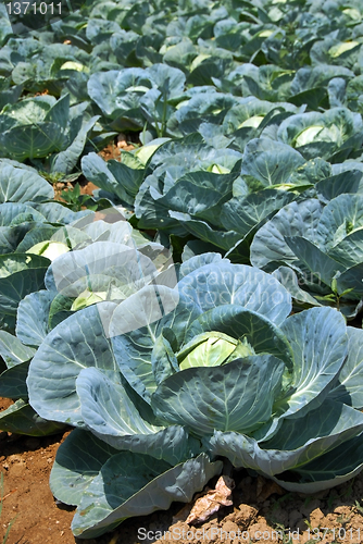 Image of Cabbage field