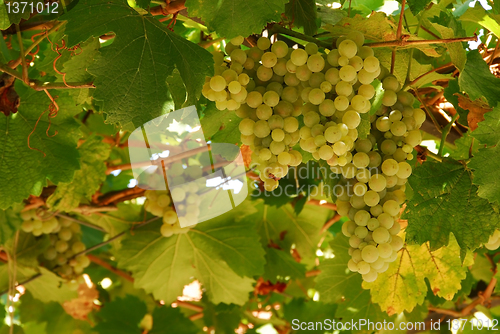 Image of Grapes cluster