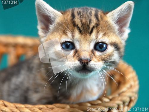 Image of Adorable kitty portrait