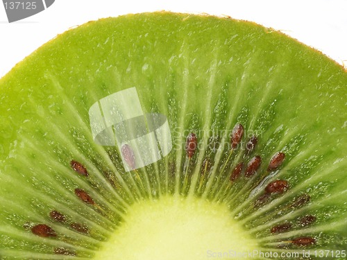 Image of Kiwi