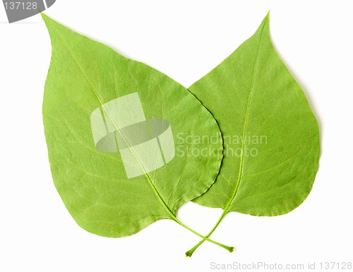 Image of Leaves