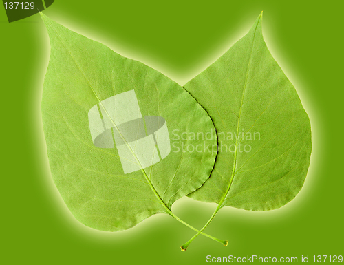 Image of Leaves