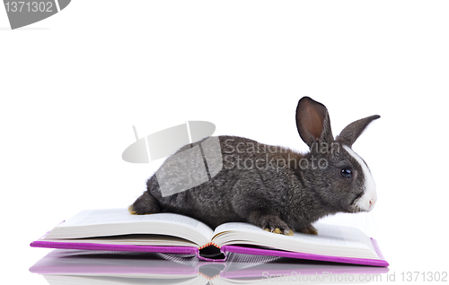 Image of Rabbit reading books