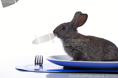 Image of Rabbit in a plate