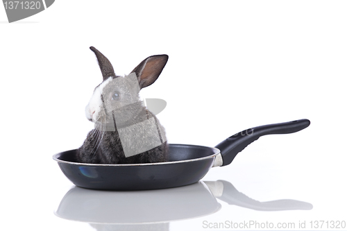Image of Rabbit in a frying pan