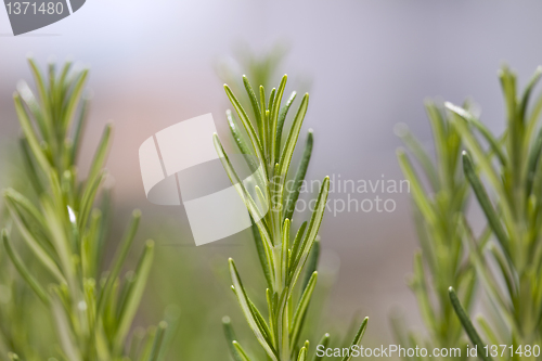 Image of Green plant detail