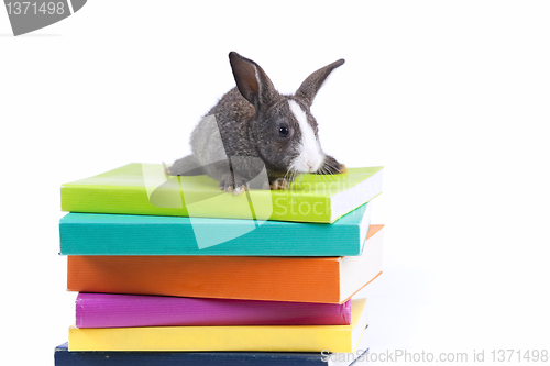 Image of Rabbit reading books