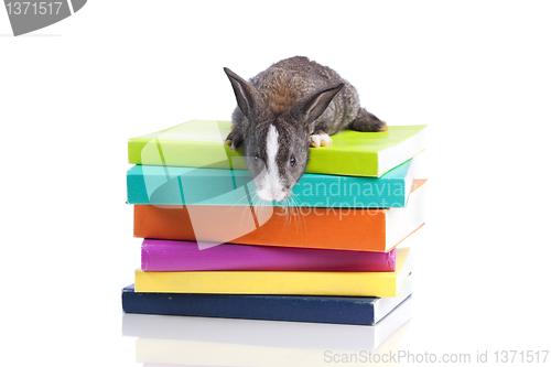 Image of Rabbit reading books