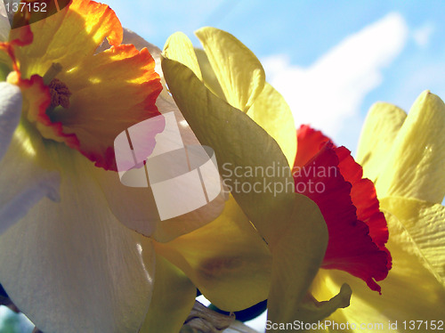 Image of daffodils