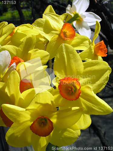 Image of daffodils