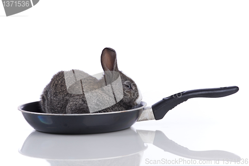 Image of Rabbit in a frying pan