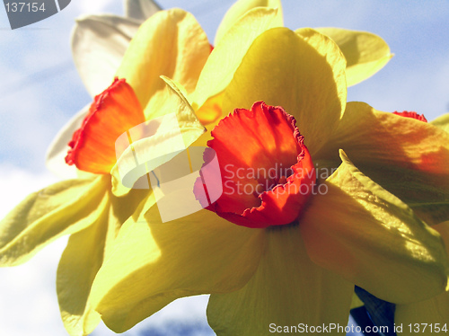 Image of yellow narcissius