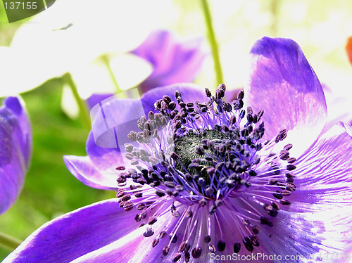 Image of Purple flowers