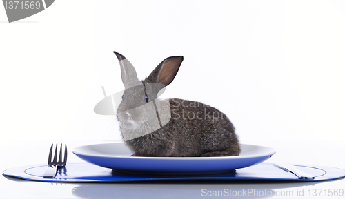Image of Rabbit in a plate
