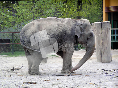 Image of Elephant