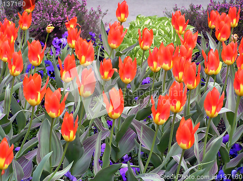 Image of Tulips