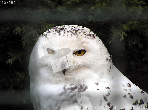 Image of White snowy owl