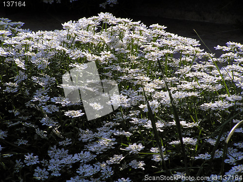 Image of Flowers field