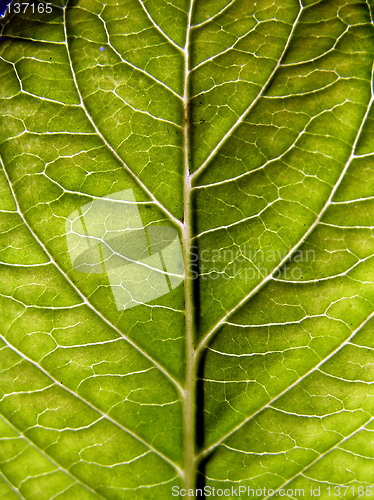 Image of Green leaf