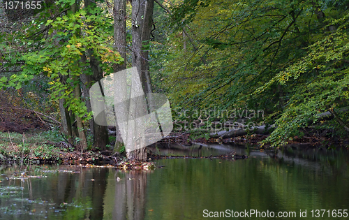 Image of Stream