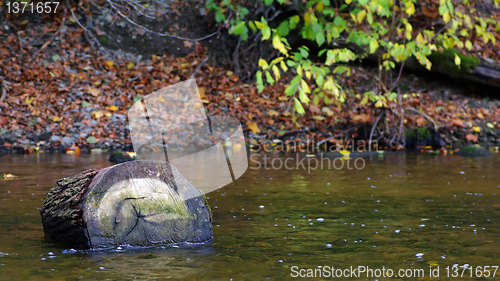 Image of Trunk in a stream