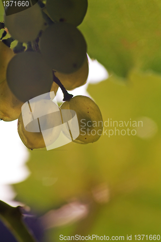 Image of Grapes