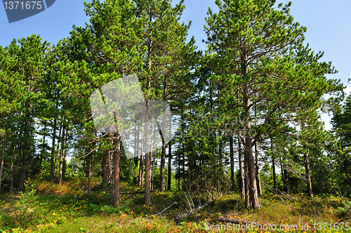 Image of Summer pine forest 
