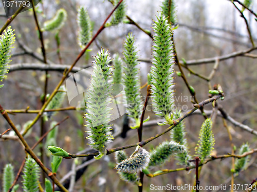 Image of wood bud