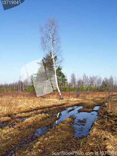 Image of aging birch near rural road